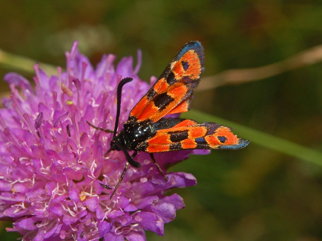 Ancora una Zigena in attesa di un nome- Zygaena  hilaris